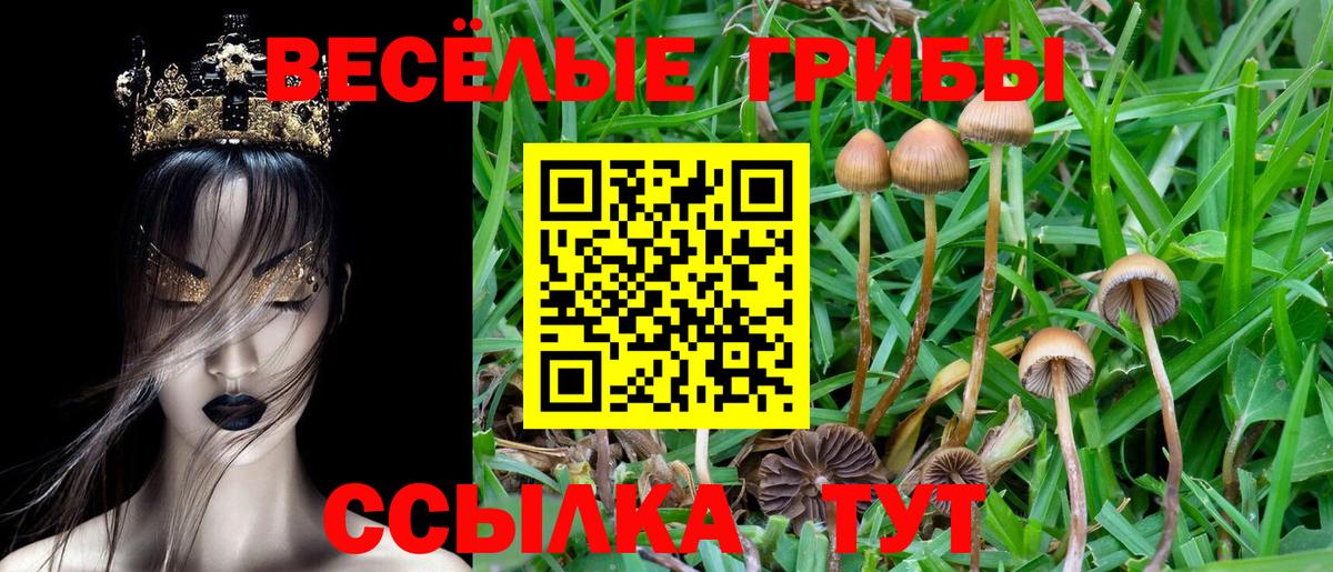 Бийск  Псилоцибиновые грибы Psilocybe  Вход с VPN  Псилоцибиновые грибы прущие грибы 